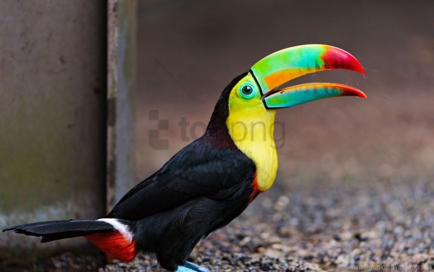bird color colorful toucan wallpaper HighResolution PNG Isolated Illustration