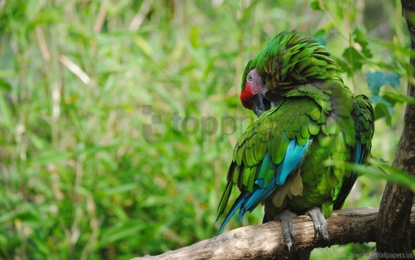 Bird Color Feathers Green Parrot Wallpaper Transparent PNG Pictures Complete Compilation