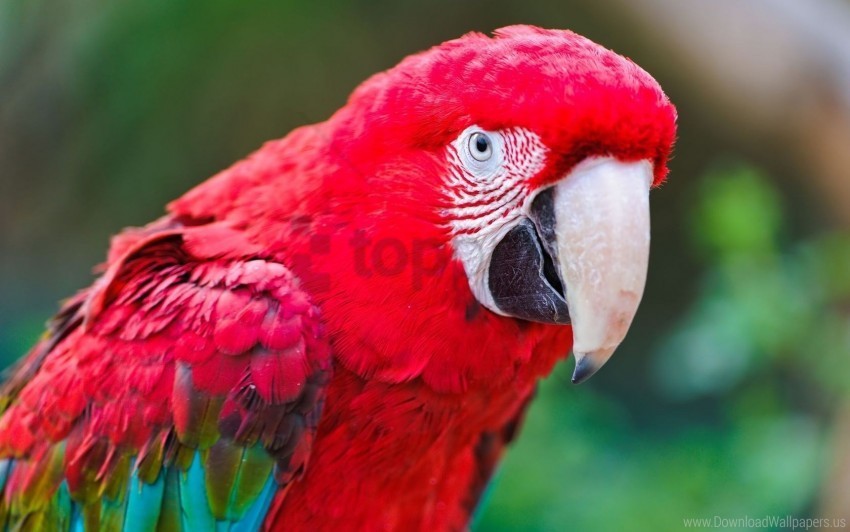 bird color feathers macaw parrot wallpaper PNG transparent graphics comprehensive assortment