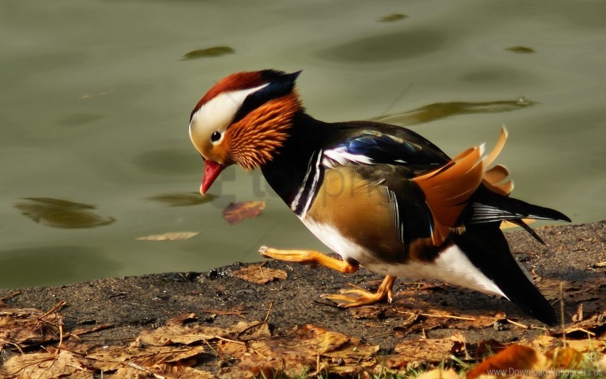 bird color feathers mandarin duck pond wallpaper PNG graphics with transparent backdrop