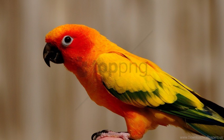bird color feathers parrot wallpaper Clear background PNG clip arts