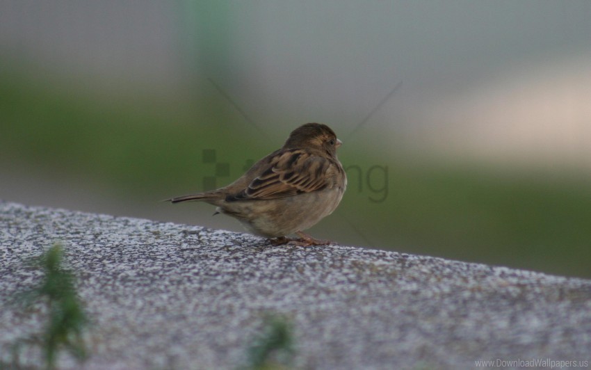 bird color feathers sitting sparrow wallpaper PNG images with clear alpha channel