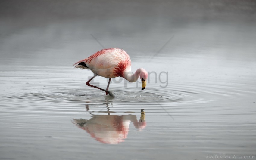 bird color flamingo hunting lake plumage river water wallpaper PNG transparent graphics for projects