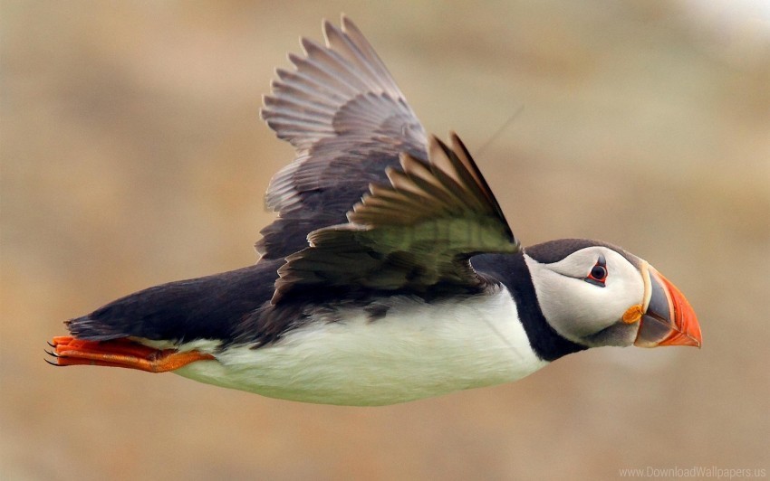 Bird Color Flight Puffin Wallpaper Isolated Graphic On Transparent PNG