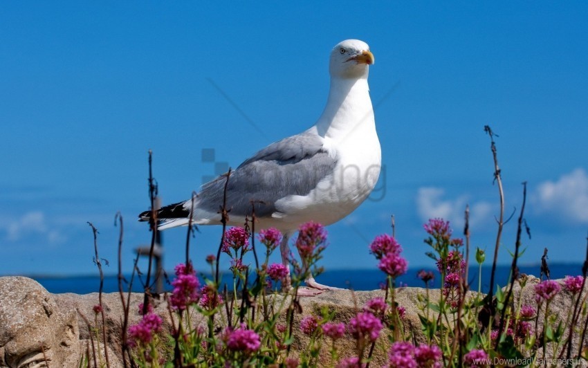 bird color light seagull sky wallpaper PNG images with transparent canvas