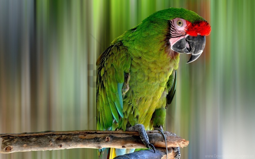 bird color parrot wallpaper PNG with clear background extensive compilation