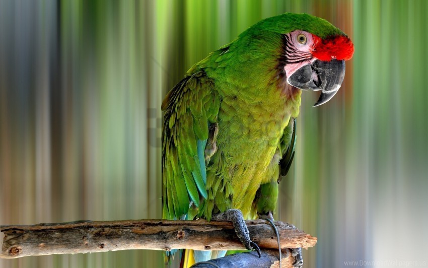 Bird Color Parrot Wallpaper PNG With Clear Background Extensive Compilation