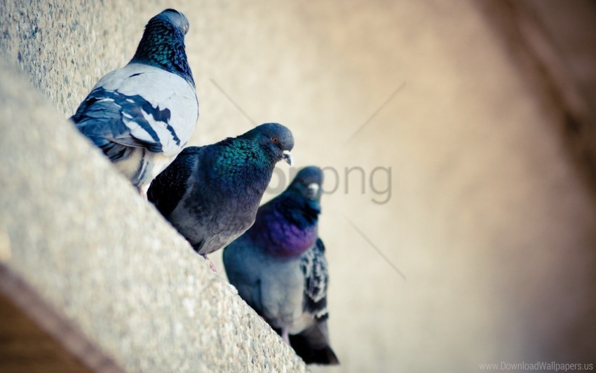 bird color pigeons wallpaper PNG files with no backdrop pack