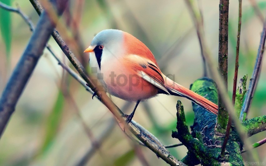 bird color pretty sit wallpaper High-resolution PNG images with transparency