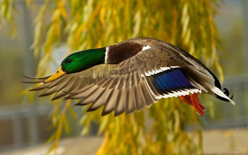 bird colorful flying wild duck wallpaper PNG for digital art