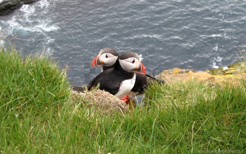 bird couple grass puffin wallpaper PNG images with transparent overlay