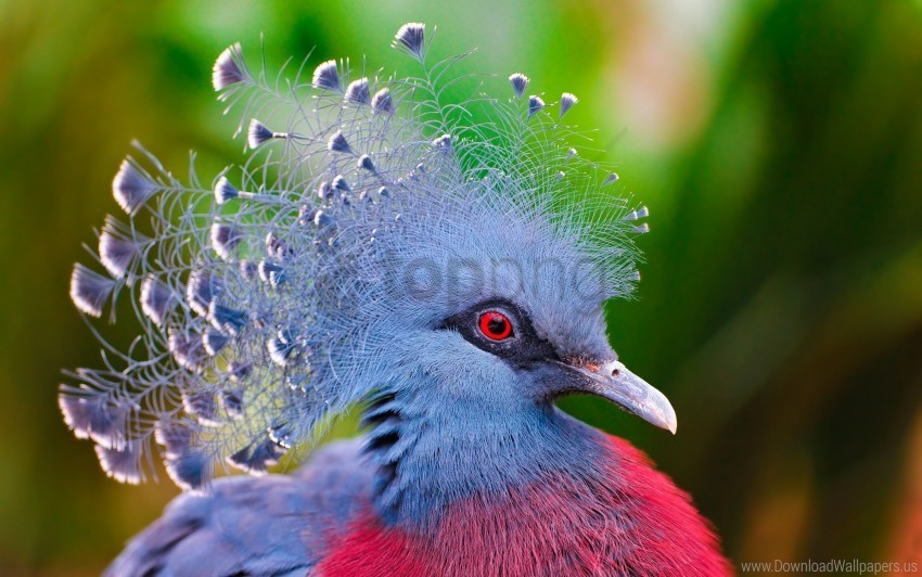 bird crowned pigeon feathers wallpaper PNG Isolated Illustration with Clear Background