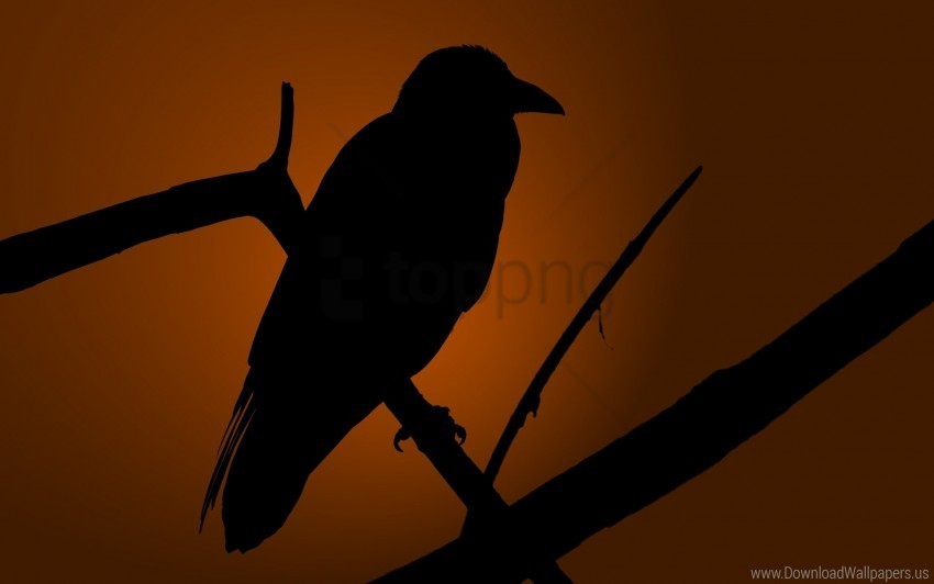 bird crows shadow silhouette wallpaper PNG transparent photos library