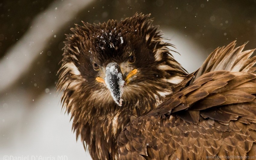 bird disheveled eagle snow wallpaper High-resolution transparent PNG images comprehensive assortment