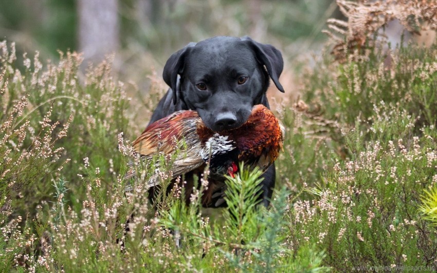 bird dogs grass hunting mining wallpaper PNG Image with Clear Isolated Object