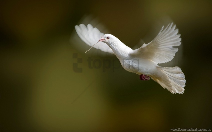 bird dove flap white dove wings wallpaper Isolated Element with Clear PNG Background