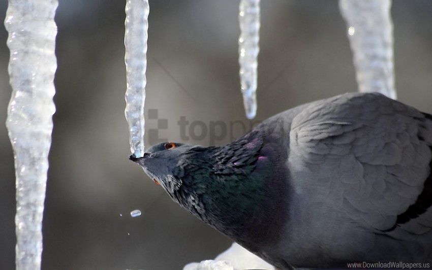 bird dove ice sitting wallpaper Free download PNG images with alpha channel diversity