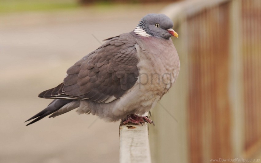 bird dove macro wallpaper PNG pictures with no backdrop needed