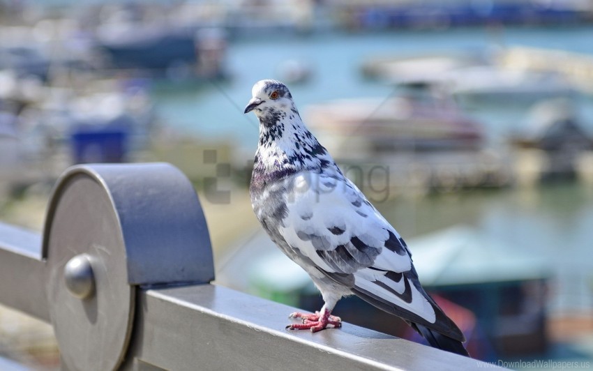 bird dove sitting spotted wallpaper Free PNG file