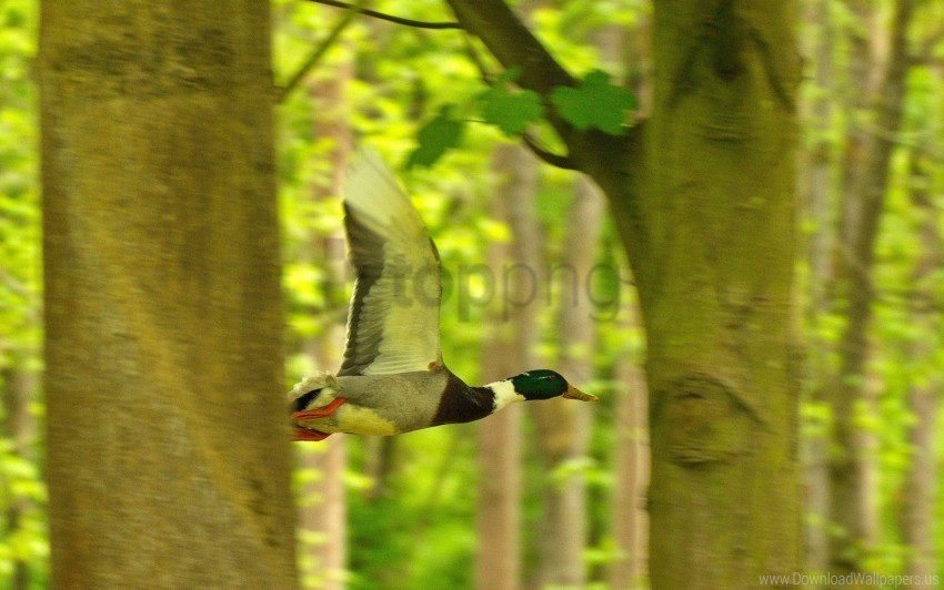 bird duck flying tree wallpaper Transparent picture PNG