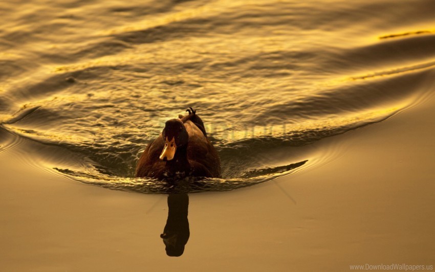 bird duck lake sunset swimming wallpaper PNG transparent graphics for download