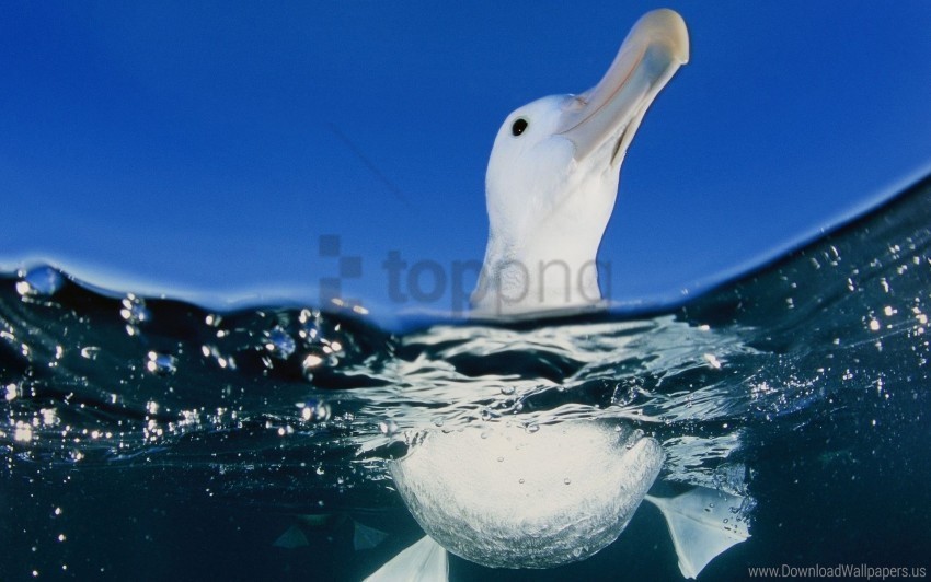 bird duck sea swim water wallpaper Clear PNG pictures free