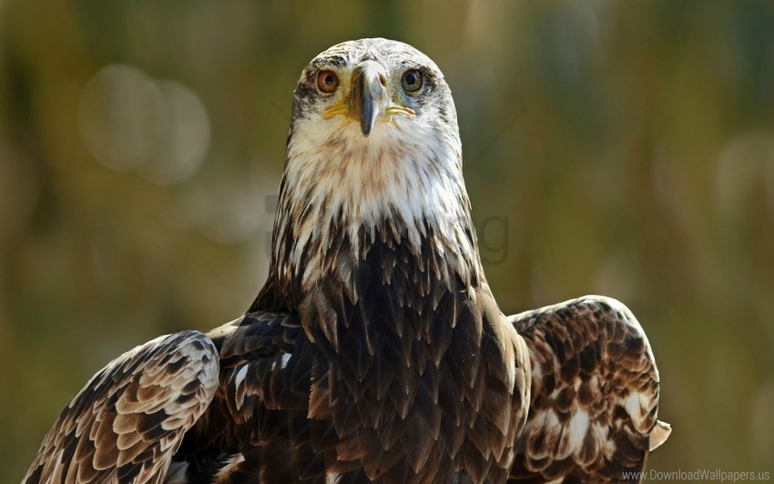 bird eagle eyes predator wallpaper PNG with Clear Isolation on Transparent Background