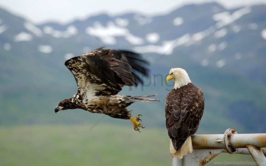 bird eagle falcon flying predator sky wallpaper PNG Image with Isolated Graphic