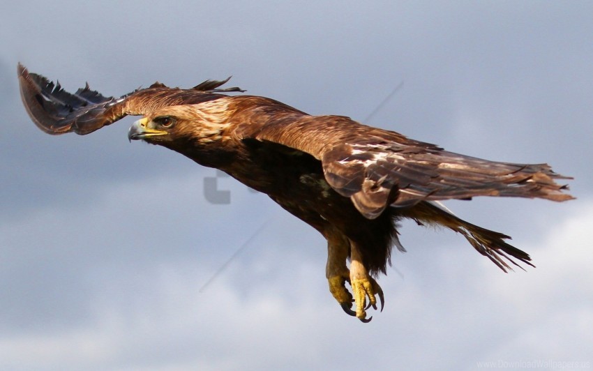 bird eagle flying predator sky wallpaper PNG Image with Transparent Isolated Graphic