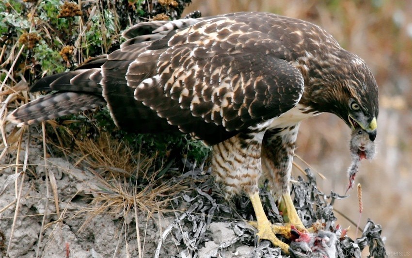 Bird Eagle Food Grass Mining Wallpaper Transparent PNG Images For Digital Art