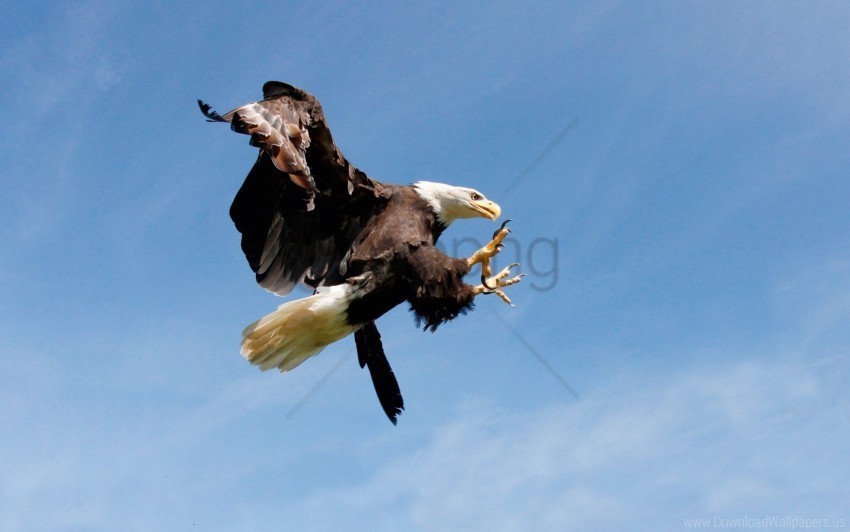bird eagle hunting predator sky wallpaper High-resolution PNG
