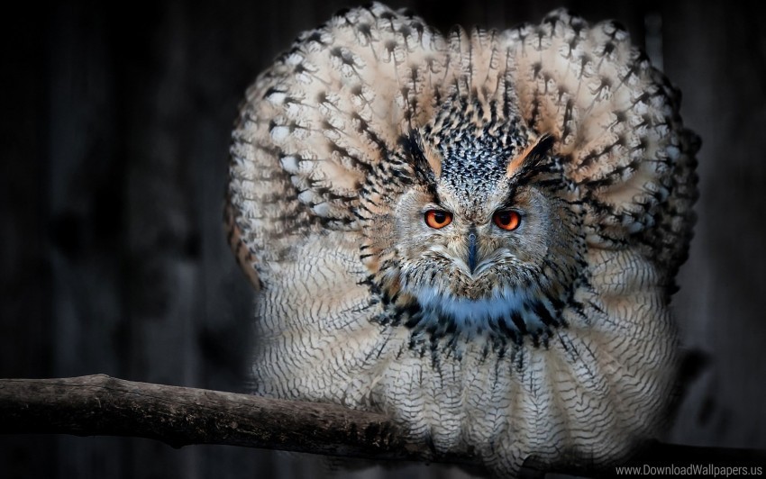 bird eagle owl feathers owl predator wallpaper PNG transparent vectors