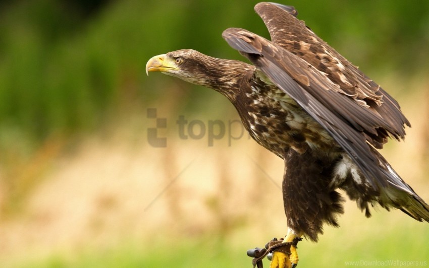 bird eagle predator swing wallpaper PNG with no background required