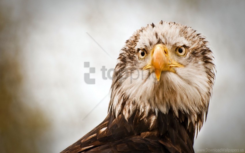 bird eagle predator wallpaper Isolated Subject in HighResolution PNG