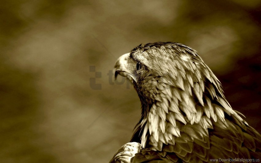 bird eagle predatory look wallpaper Isolated Graphic on Clear Transparent PNG