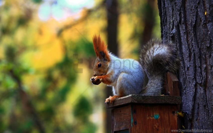 bird ears feeders forest squirrel tail trees wallpaper PNG files with clear background bulk download