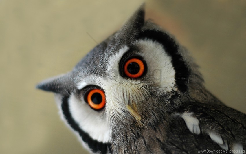 bird eye face owl wallpaper PNG images alpha transparency