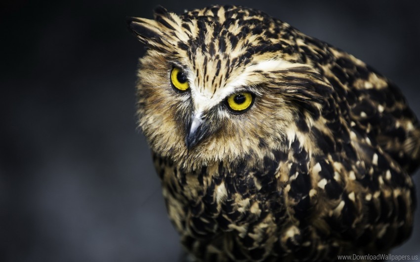 bird eyes face feathers owl predator wallpaper PNG images with no attribution