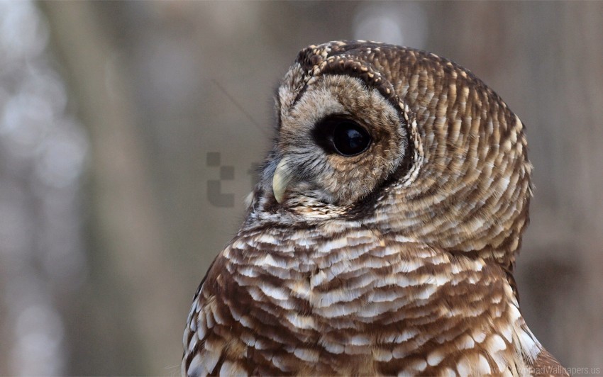 bird eyes face feathers owl predator wallpaper PNG images with no royalties