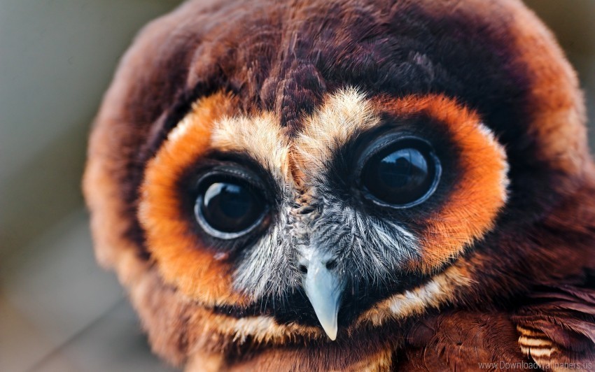 bird eyes face owl wallpaper Clear Background Isolation in PNG Format