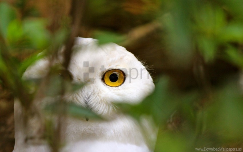 bird eyes grass owl wallpaper ClearCut Background Isolated PNG Art