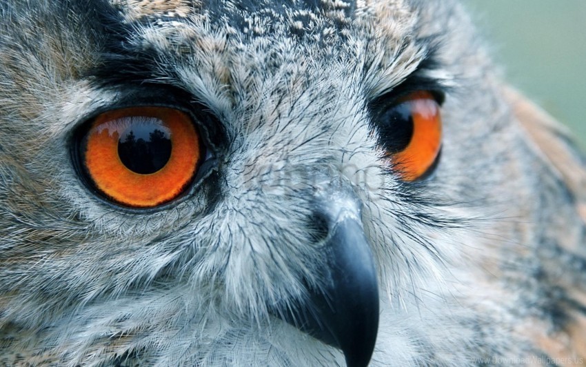 bird eyes head owl reflection wallpaper PNG high resolution free