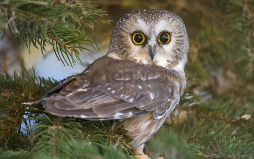 bird eyes owl predator surprise wallpaper Free PNG images with alpha channel