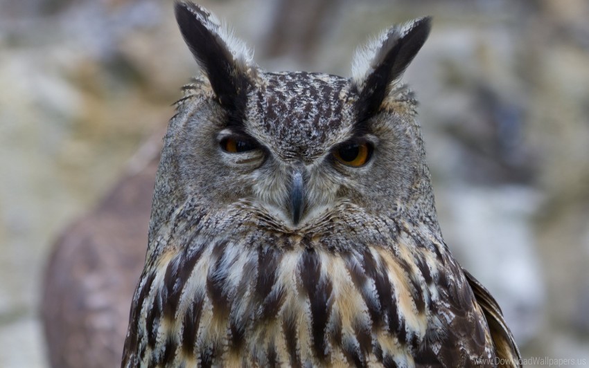 bird eyes owl predator wallpaper Clear image PNG
