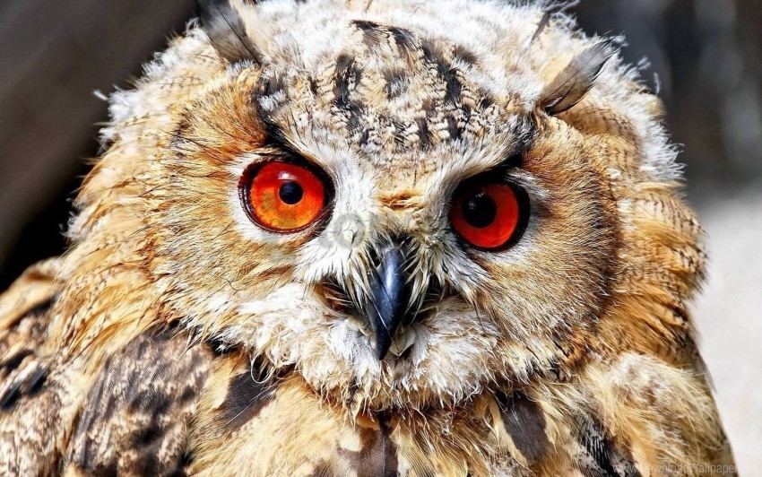 bird eyes owl predator wallpaper Images in PNG format with transparency