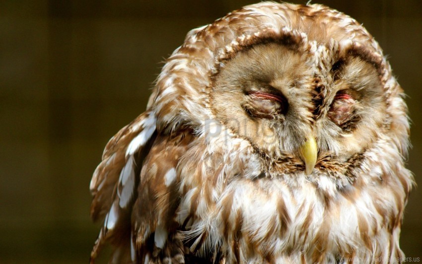 bird face owl predator sleep wallpaper PNG photos with clear backgrounds