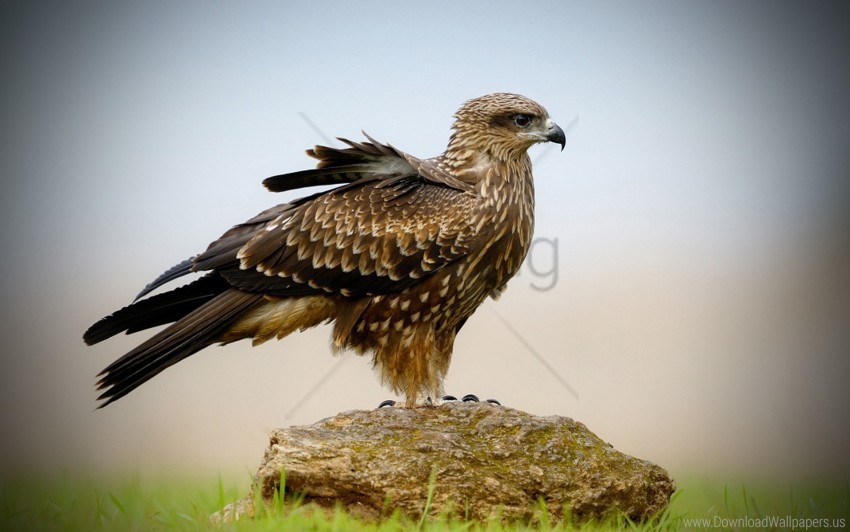 bird falcon sit wings wallpaper PNG transparent icons for web design