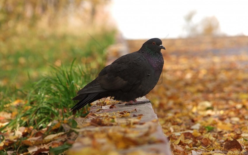 bird fall foliage footpath pigeon wallpaper Free PNG download no background