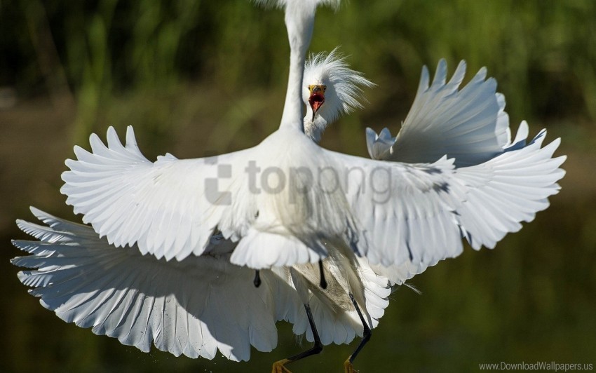 bird feathers heron white wallpaper Isolated Character on Transparent PNG