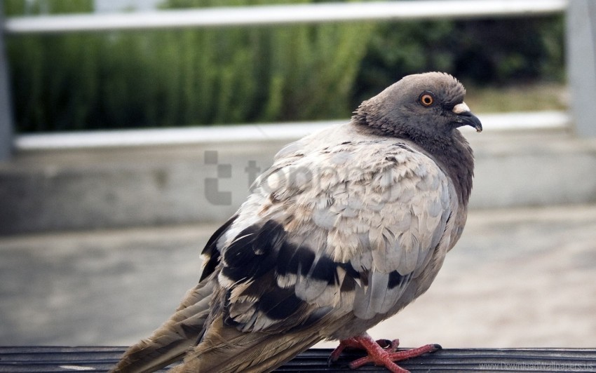 bird feathers pigeon sit wallpaper Transparent PNG images pack